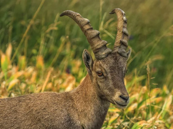 Male wild alpine, capra ibex, or steinbock — Stock Photo, Image