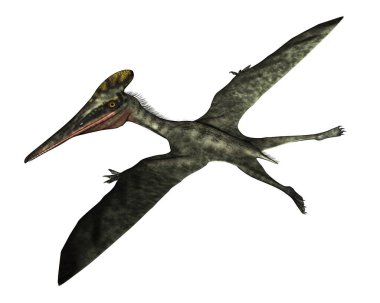 Pterodactylus tarih öncesi kuş uçuşu - 3D görüntüleme