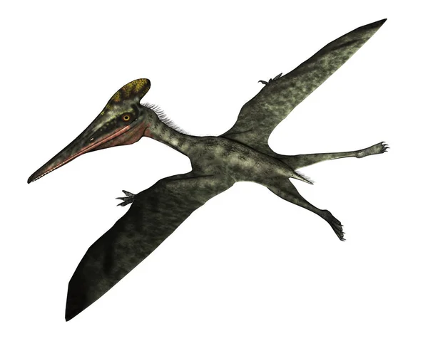 Pterodactylus prehistoric bird flying - 3D render — Stock Photo, Image