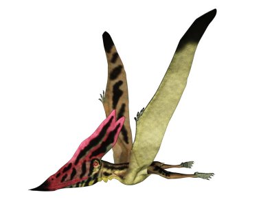 Thalassodromeus tarih öncesi kuş uçuşu - 3D görüntüleme