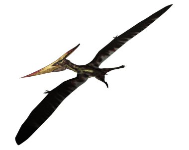 Pteranodon tarih öncesi kuş uçuşu - 3D görüntüleme