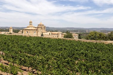 Üzüm bağları Santa Maria de Poblet Manastırı, Catalonia, İspanya