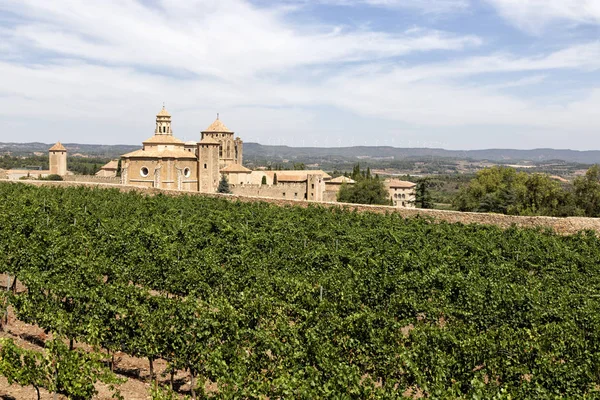 Vineyards in Santa Maria de Poblet monastery, Catalonia, Spain — Stock Photo, Image