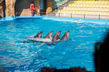 Yunuslar havuzda çember Twist