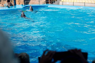 Yunuslar havuzda çember Twist