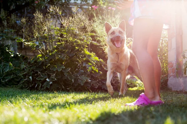 Hund spielt mit Kind auf dem Hof Stockbild