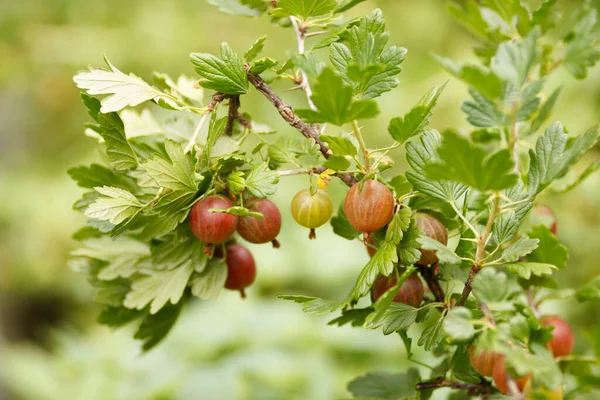 Branch Ripe Gooseberries — Stock Photo, Image