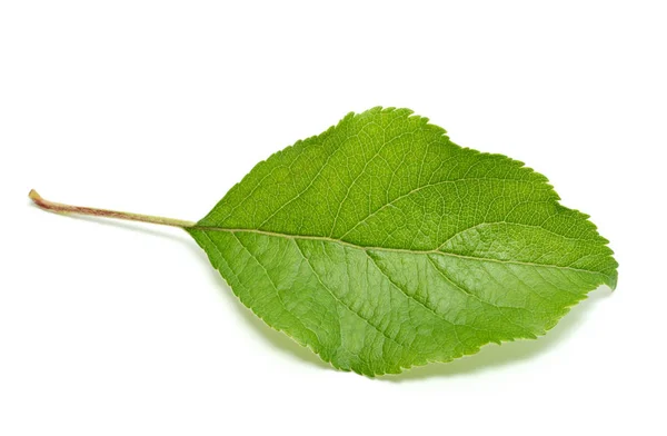 Feuille de pommier isolée sur fond blanc — Photo