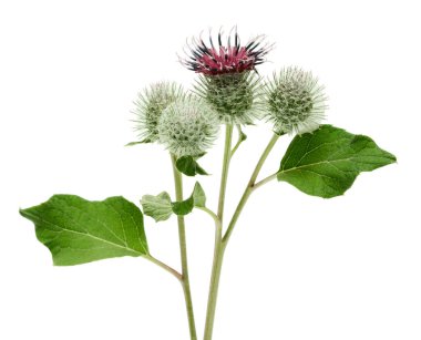 Beyaz arka plan üzerinde izole Kasıkotu