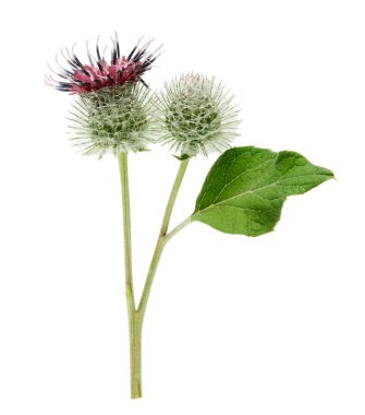 Beyaz arka plan üzerinde izole Kasıkotu