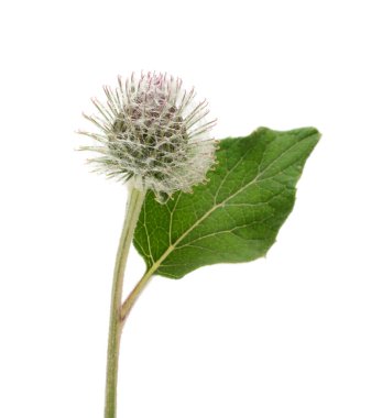 Beyaz arka plan üzerinde izole Kasıkotu