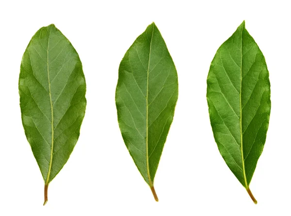 Colección de hoja de laurel verde fresca aislada sobre fondo blanco — Foto de Stock