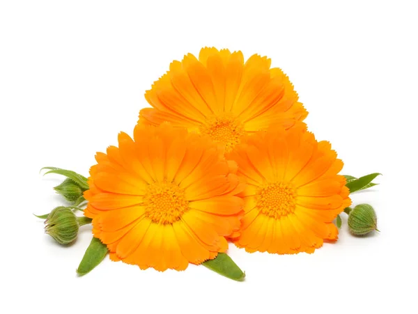 Calendula isolé sur fond blanc — Photo