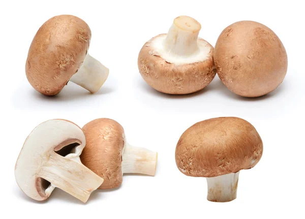 Champignon Mushroom collectie geïsoleerd op witte achtergrond — Stockfoto