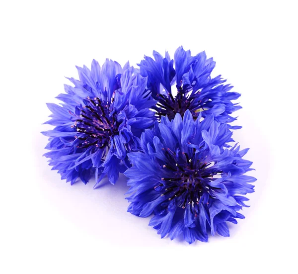 Kék Búzavirág gyógynövény elszigetelt fehér background — Stock Fotó