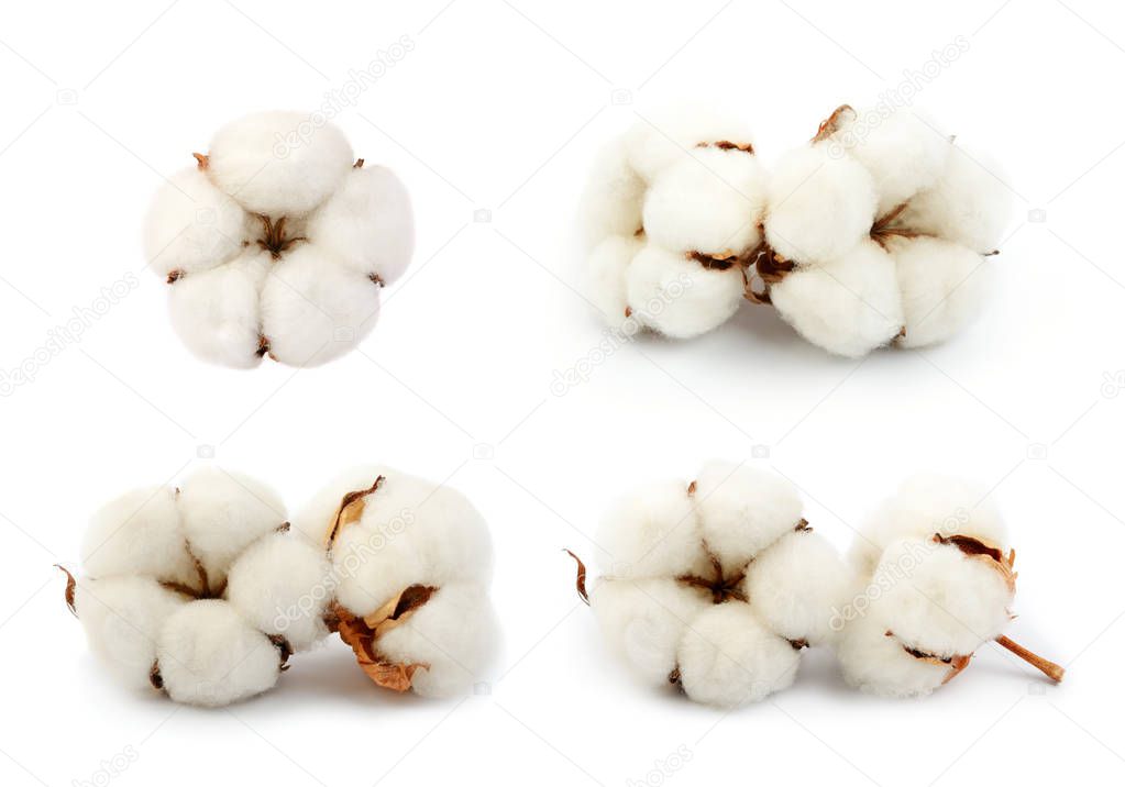 Cotton plant  flowers set isolated on the white background