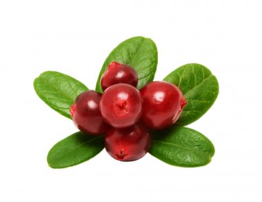 Beyaz arka plan üzerinde izole yabanmersini