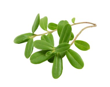 Beyaz arka plan üzerinde izole Fuska şube