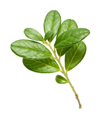 Beyaz arka plan üzerinde izole Fuska şube