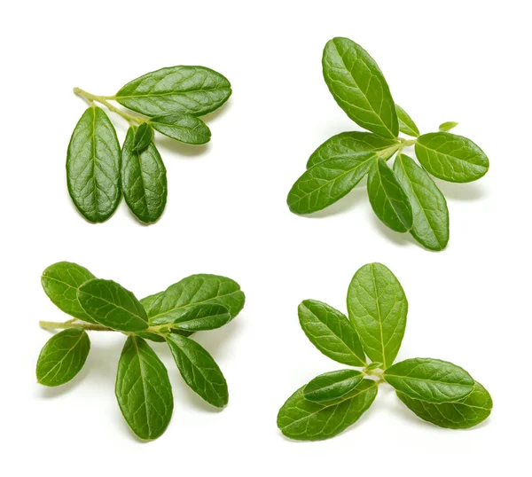 Conjunto de ramas de fresa aisladas sobre fondo blanco — Foto de Stock