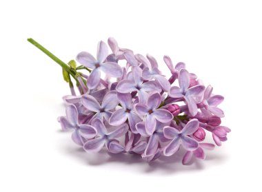 Beyaz arkaplanda yalıtılmış leylak