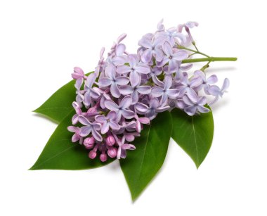 Beyaz arkaplanda yalıtılmış leylak