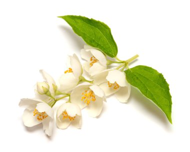 Yasemin beyaz arkaplanda izole edildi