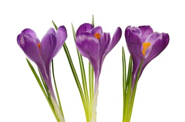 beyaz arkaplanda izole edilmiş crocus çiçekleri