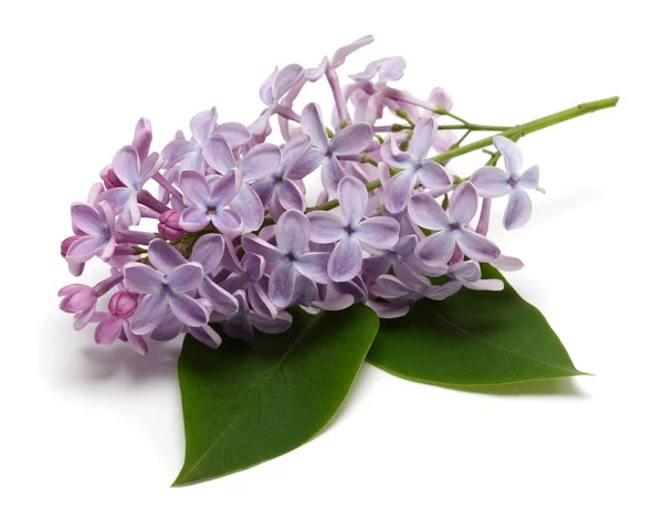 Lilac isolated on white background — Stock Photo, Image