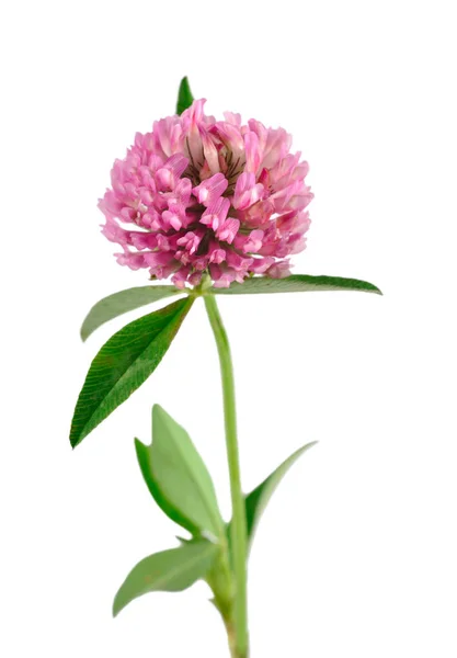 Clover flower isolated on white background — Stock Photo, Image