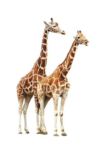 Dois girafa isolado no fundo branco — Fotografia de Stock