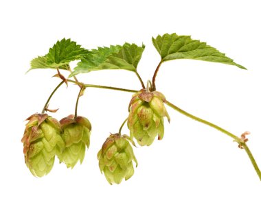 Beyaz arka plan üzerinde izole hop şube