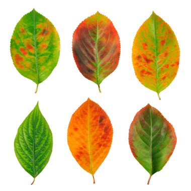 sonbahar yaprakları beyaz arkaplanda izole