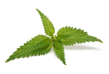 Nettle beyaz arkaplanda izole edildi