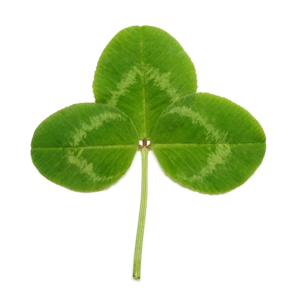 Hoja de trébol verde aislada sobre fondo blanco — Foto de Stock