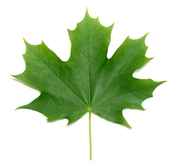 Зеленый кленовый лист выделен на белом фоне — стоковое фото