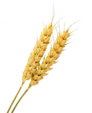 Beyaz arkaplanda buğday izole