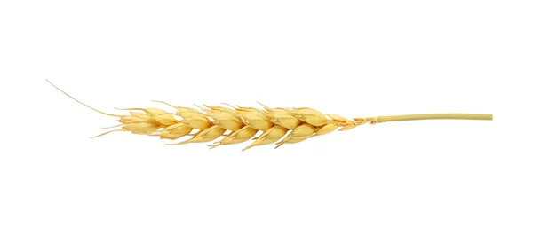 Beyaz arkaplanda buğday izole — Stok fotoğraf