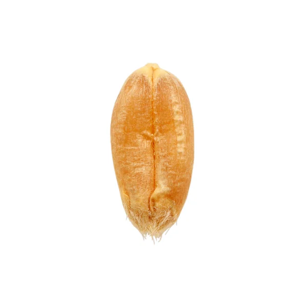 Κόκκοι σιταριού που απομονώνονται σε λευκό φόντο — Φωτογραφία Αρχείου