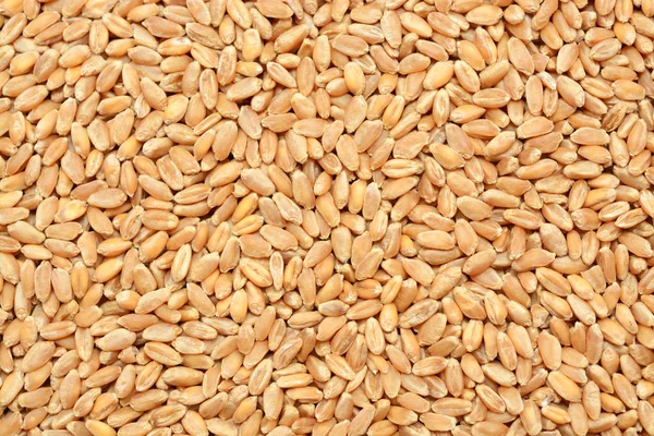 Wheat grain background — Stock Photo, Image