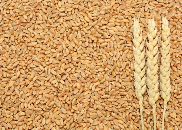 Wheat grain background — Stock Photo, Image