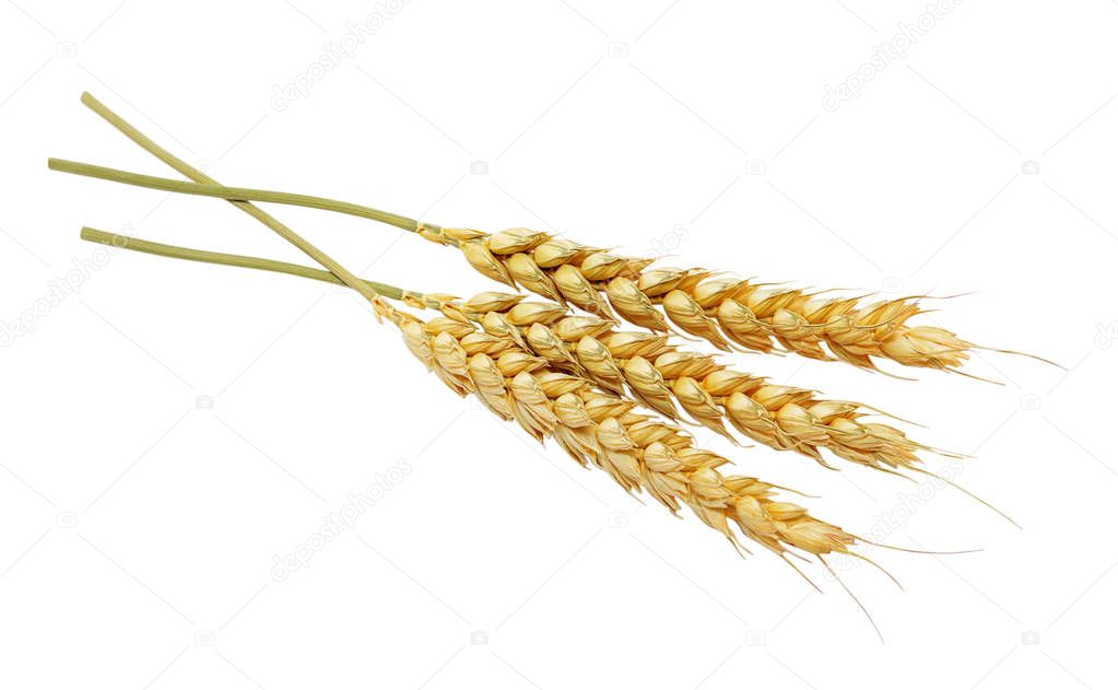 Wheat isolated on white background