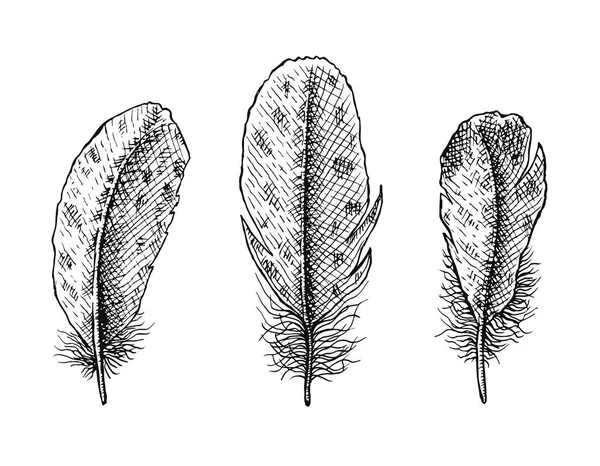 Hand getekende Feather set. Line art vector illustratie geïsoleerd op — Stockvector