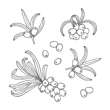 Deniz topalak çizilmiş seti ver. Vektör çizim.