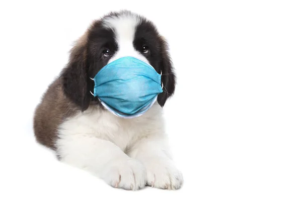 Adorable Saint Bernard Puppy Sitting Wearing Ppe Mask — Stock Photo, Image