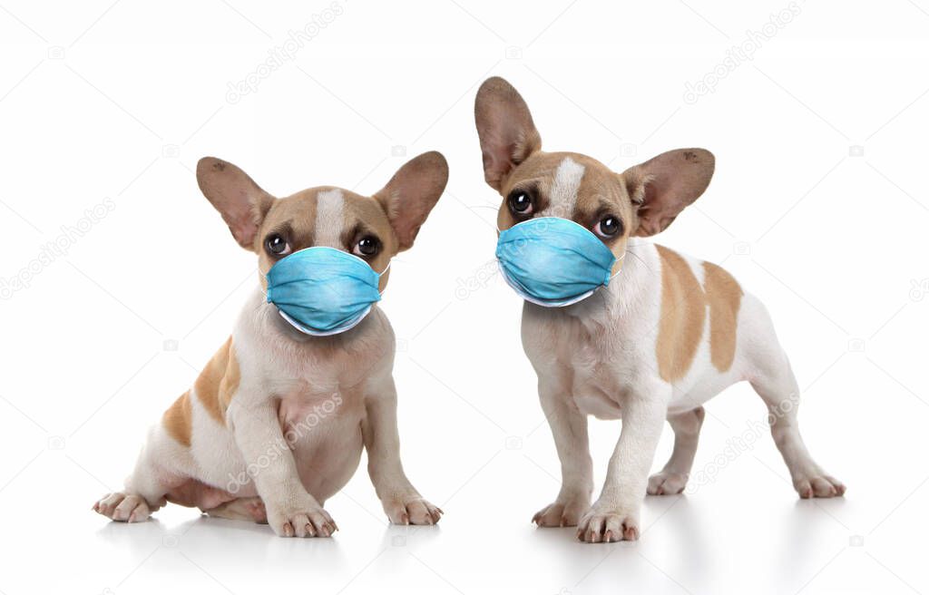 Sitting Puppy Dogs Wearing PPE Mask