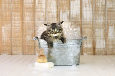 Köpüklü Küvette Şirin Kedi Yavrusu