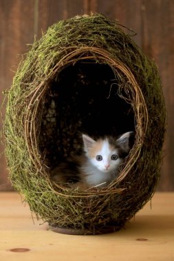 Minik Calico Kediciği Ahşap Arkaplanda Çimen Yumurtasının İçinde