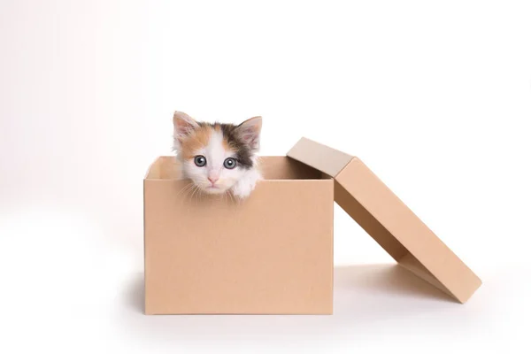 Dulce Gatito Calico Una Caja Sobre Fondo Blanco — Foto de Stock