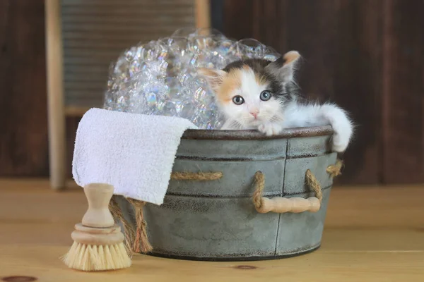 Adorable Kitten Bathtub Bubbles — Stock Photo, Image